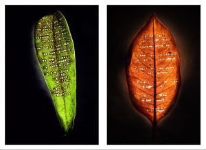 Stella de la Sauce Leaf Poetry, Lost,